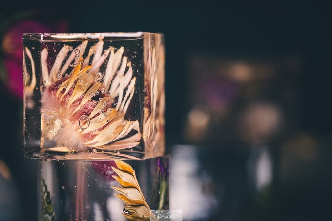 A close-up photograph of a frozen cube of ice containing dried flower petals and air bubbles, stacked on top of another similar block against a dark background. A watermark reading "Irene Suchocki PHOTOGRAPHY" is visible.