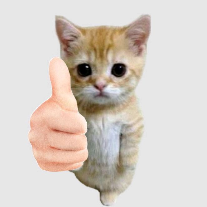A cute orange and white kitten standing upright with a human hand giving a thumbs up gesture in the foreground.