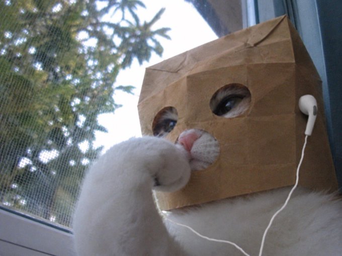 A white cat wears a brown paper bag over its head with holes cut for its eyes and ears, with white earbuds plugged in. The image humorously portrays "Bob," the good friend referenced in the post, whose bloodline depends on Coinbase listing the $ZCAT token.