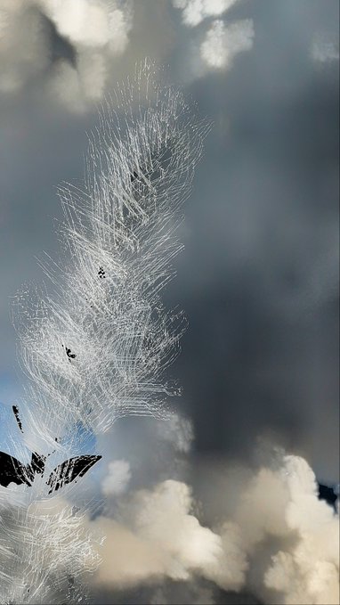 An artistic photograph showing the silhouette of a plant against a dramatic sky with clouds, where the plant's stems have been edited to resemble wispy fireworks.