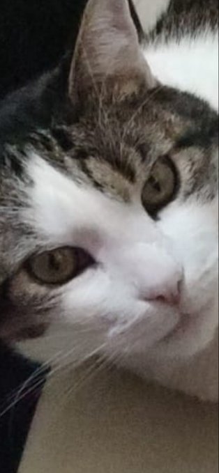 A close-up portrait of a white and tabby cat looking directly at the camera with large, expressive eyes.