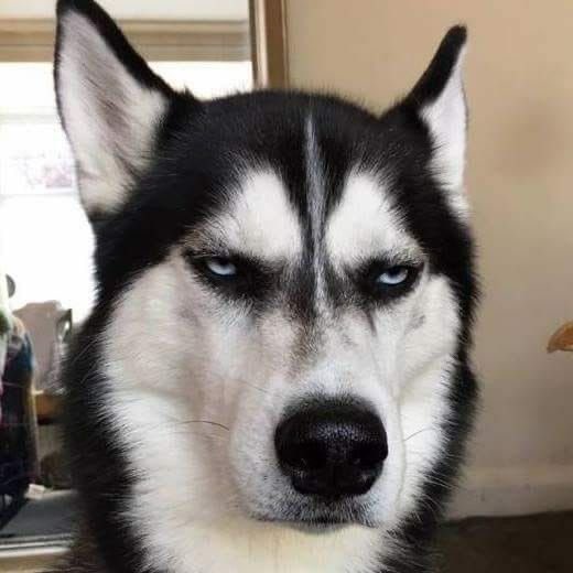 A close-up portrait of a Siberian Husky dog with striking blue eyes and black and white fur.