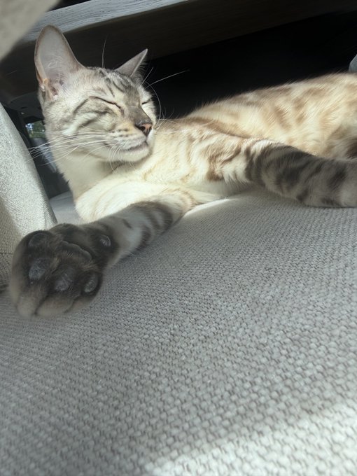 A tabby cat lounges on a car seat with eyes blissfully closed and paws outstretched, soaking in a sunbeam. The image perfectly captures the feline's serene contentment, embodying the post's wish for everyone to find such pure, unhurried peace.