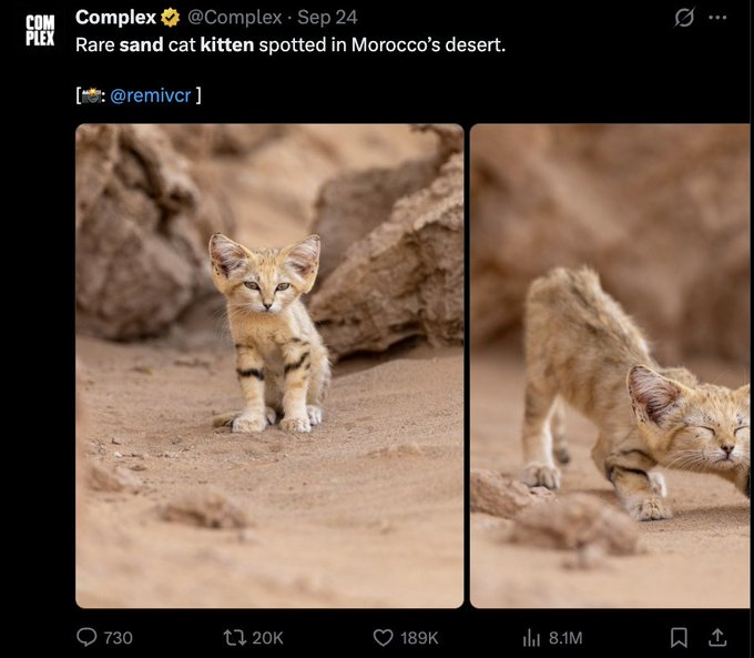 The image is a tweet from Complex (@Complex) dated Sep 24, reading "Rare sand cat kitten spotted in Morocco's desert" with credit to @remivcr, showing two photos of a small sand-colored kitten with large ears in a desert setting, garnering 189K likes, 20K retweets, and 8.1M views. The accompanying post cleverly pairs the "sand cat" from the tweet with "Sandisk" ($SNDK) as a wordplay to promote the $SNDK ticker, noting that early $WIF holders are backing it via @cryptoklotz.