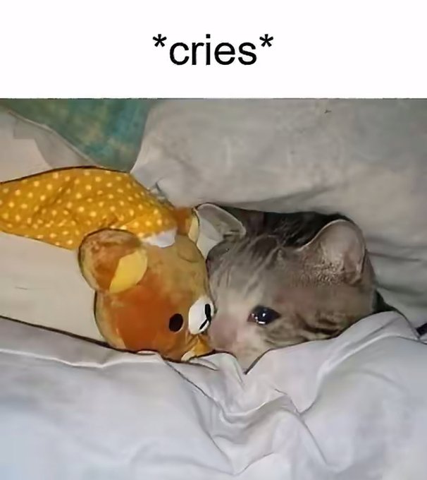 A small kitten lying in bed next to a stuffed bear toy with the caption *cries* displayed above.