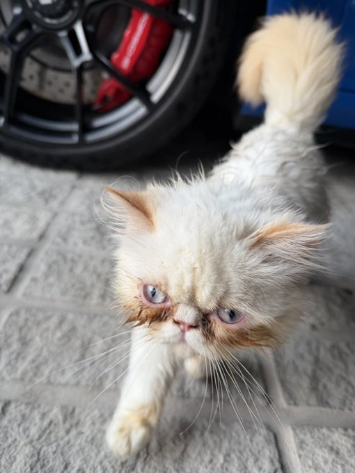 A fluffy white and orange Persian cat with a flat face, blue eyes, and tear stains stands on a brick walkway in front of a car wheel.