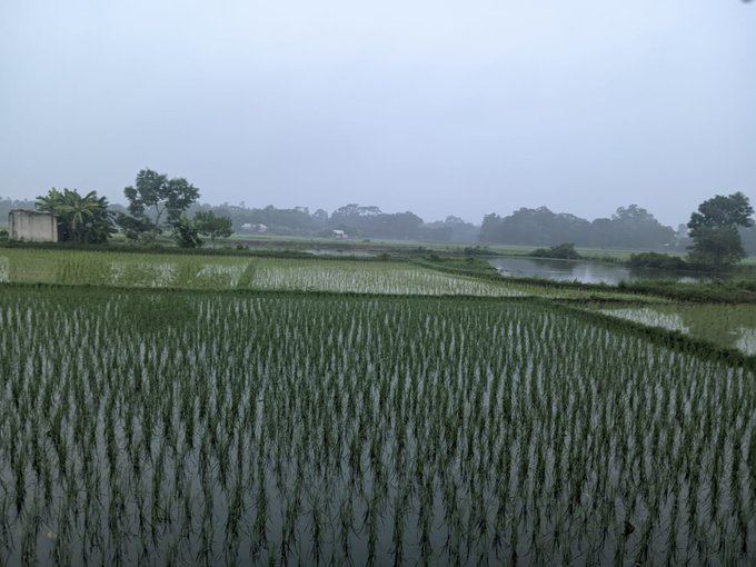 Misty, overcast landscape photograph of a flooded rice paddy field with young green plants, bordered by trees and a small building in the distance.