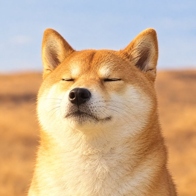 A close-up photograph of a smiling Shiba Inu dog with its eyes closed, set against a blurred golden field and blue sky background.