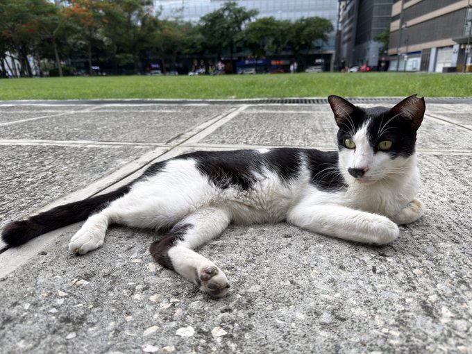 A black and white cat lying relaxed on a tiled pavement, with a grassy park and city buildings visible in the background.
