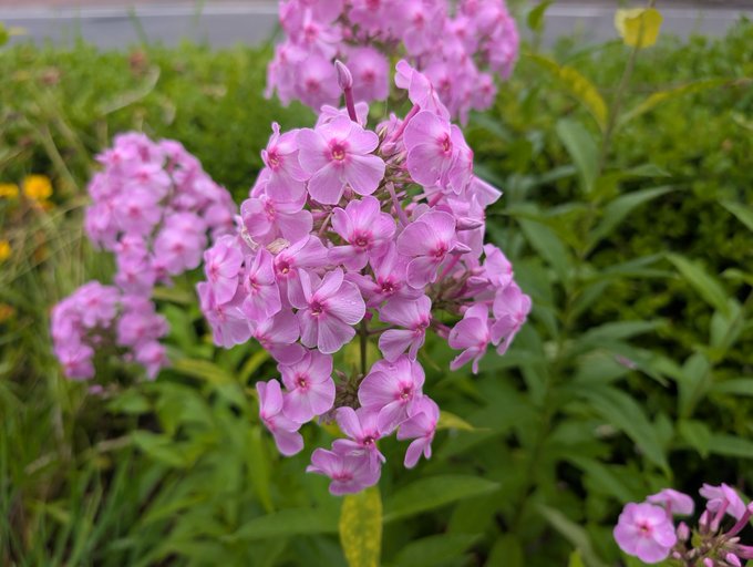 Pink phlox blooms glisten with raindrops in a lush green garden. The wet petals and overcast setting echo the rainy day mood hinted at in the "今日も雨 #STEPN" post.