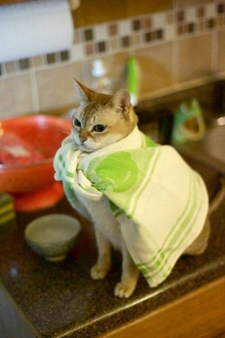 A cat wrapped in a green and white striped towel sitting on a kitchen counter next to a red bowl and a small ceramic bowl.