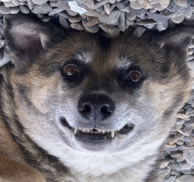 A content chihuahua with its signature underbite grins at the camera, seemingly ready to say "Life is good" with that charming little smile.