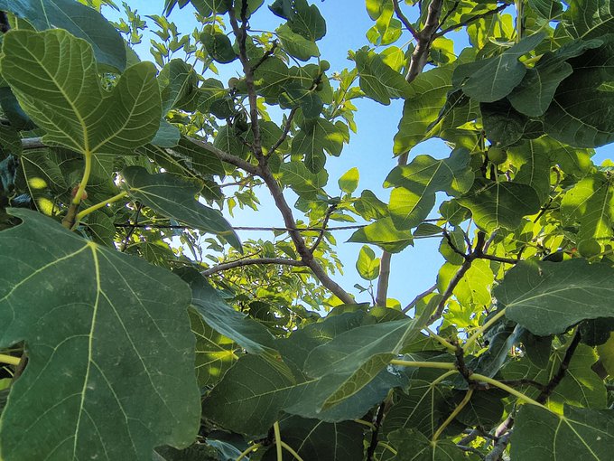 A view looking up through the lush green leaves and branches of a fig tree toward a clear blue sky.
