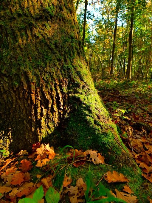 A close-up view of a large tree trunk covered in moss, surrounded by autumn leaves on the forest floor.