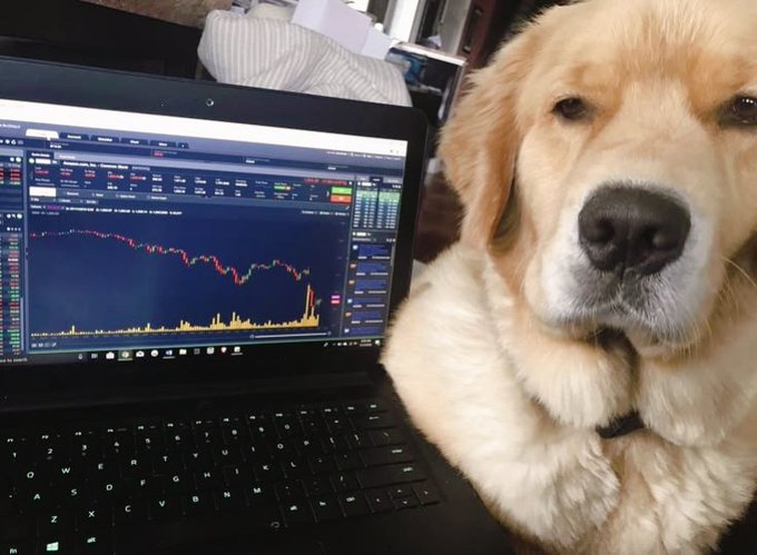 A golden retriever resting its head next to a laptop displaying a cryptocurrency trading chart on what appears to be an exchange interface.