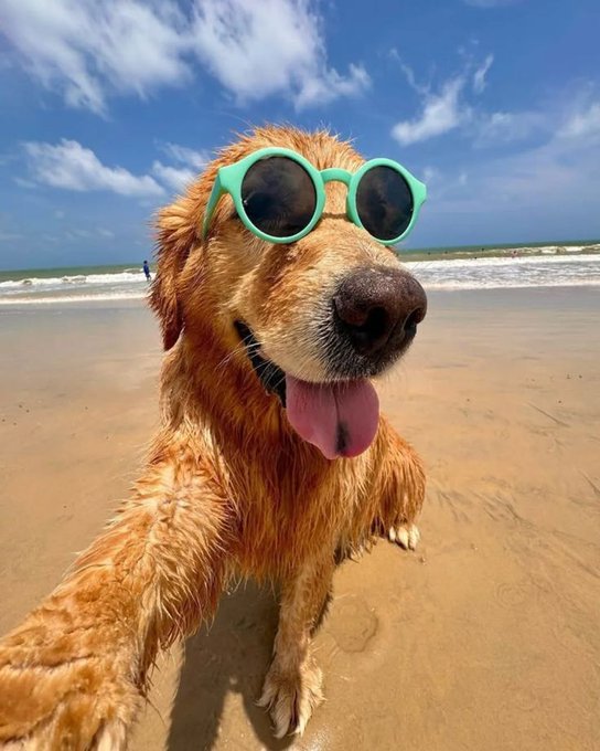 A wet golden retriever wearing teal round sunglasses sits on a sandy beach with its tongue out, with the ocean and blue sky in the background.