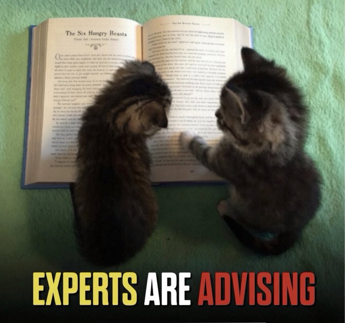 Two kittens sit facing an open book titled 'The Six Hungry Beasts' on a green surface, with the caption 'EXPERTS ARE ADVISING' overlaid in yellow, white, and red text.