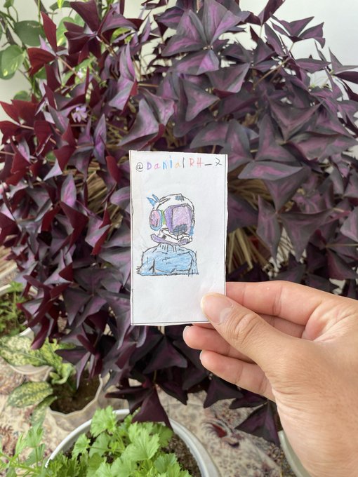 A hand holding up a small piece of paper with a hand-drawn cartoon character and the text '@DanielRH-X', displayed in front of a purple shamrock plant.