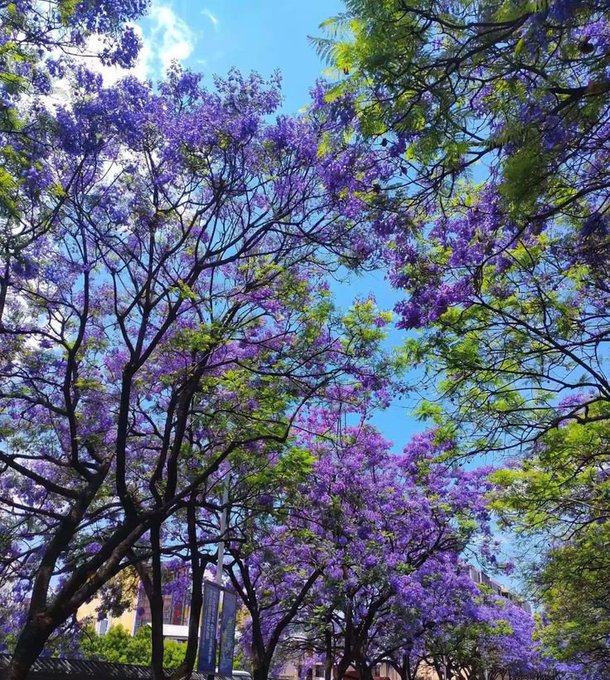 A vibrant photograph looking up at jacaranda trees in full purple bloom against a bright blue sky with white clouds.
