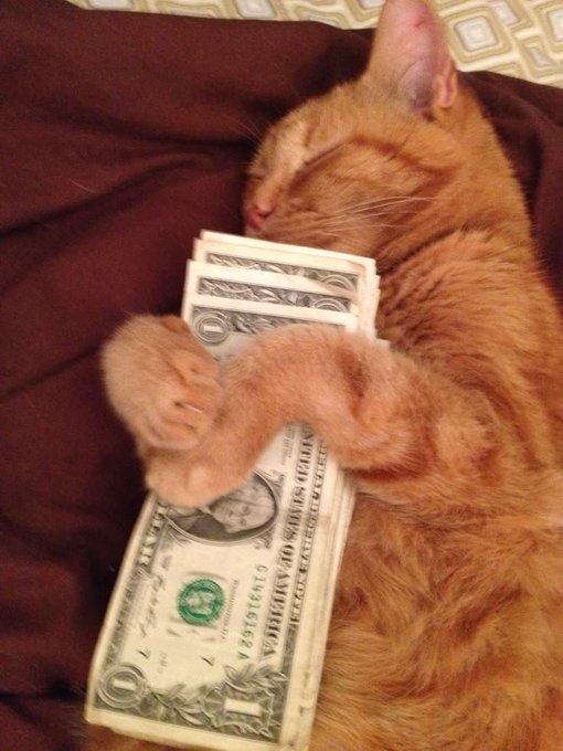 An orange tabby cat sleeps curled up on a brown blanket while hugging a stack of US one-dollar bills.