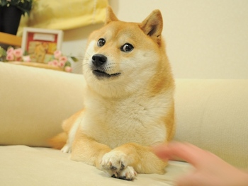 A Shiba Inu dog resting on a beige couch with a person's hand reaching toward it.