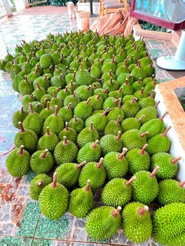 Hundreds of green spiky durians are neatly arranged in rows on a tiled floor at what appears to be a fruit stand or market. The image relates to the post, which is written in Vietnamese and humorously expresses the poster's frustration with declining crypto markets and scams, saying they are putting aside their Web3 work to go sell durians instead—a fitting visual for their pivot back to the fruit-selling business.