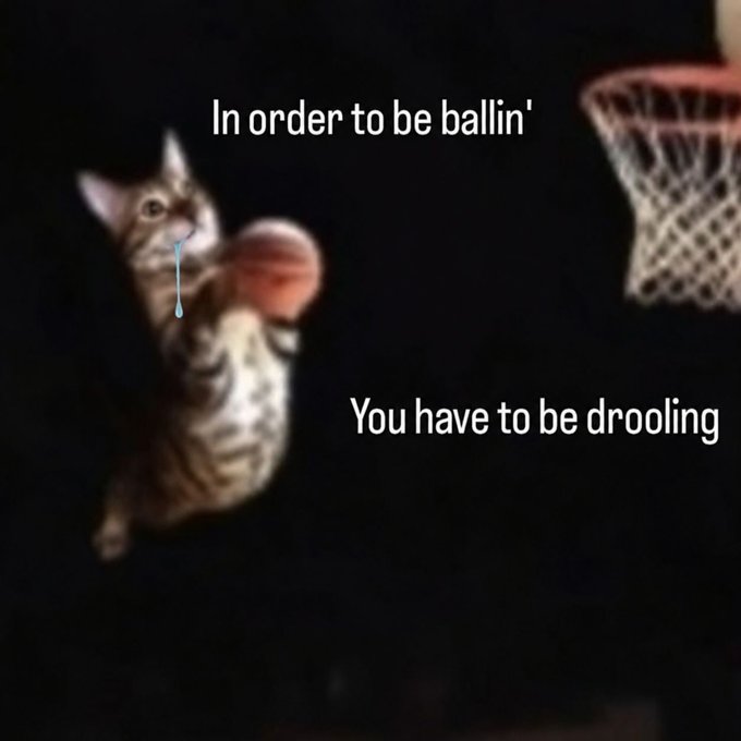 A meme featuring a cat appearing to drool while reaching for a basketball, with the text "In order to be ballin' You have to be drooling".