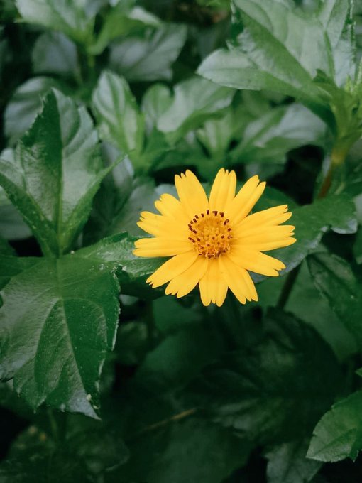 The image features a single yellow flower with green leaves surrounding it, creating an interesting contrast between the vibrant color of the flower and the lush greenery. The background appears to be a blurred garden or park setting, which further emphasizes the focus on the flower in the foreground.