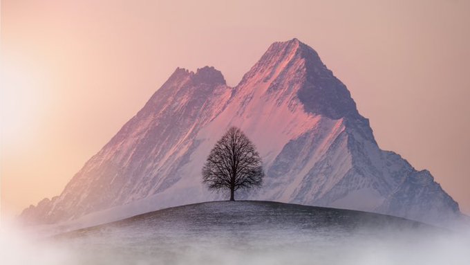 A lone bare tree stands on a snowy hill in front of a massive snow-capped mountain bathed in pinkish sunset light.
