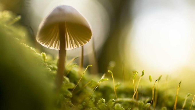 A macro photograph of a small translucent mushroom with visible gills growing on bright green moss, illuminated by warm backlighting.