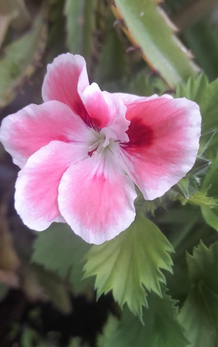 A close-up photograph of a delicate pink and white flower with deep magenta center markings, surrounded by serrated green leaves.