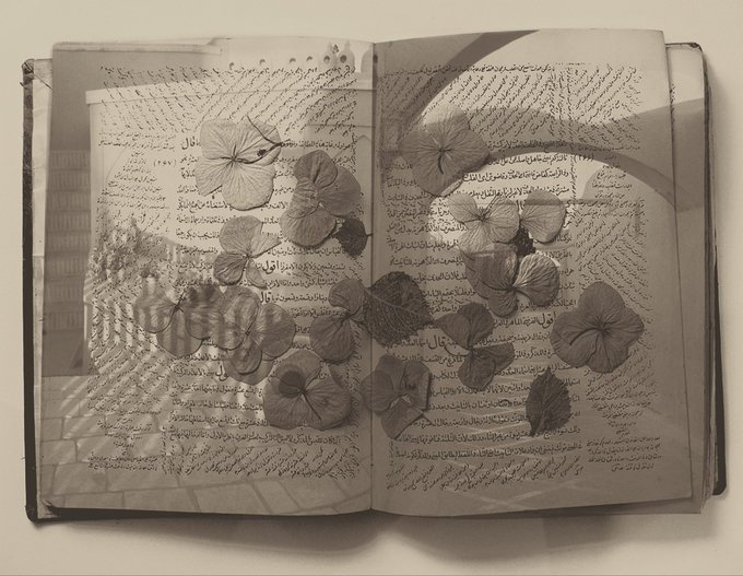 An open book filled with handwritten Arabic script, with dried hydrangea flowers and leaves pressed between its sepia-toned pages.