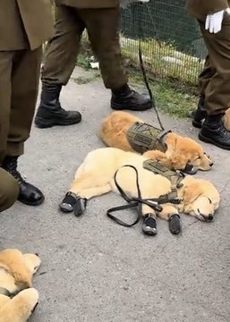 Two golden retriever military dogs are shown lying asleep on the pavement during a parade, with their handlers' boots visible around them, illustrating the humorous moment when the pups fell asleep on duty during Chile's Independence Day celebration.
