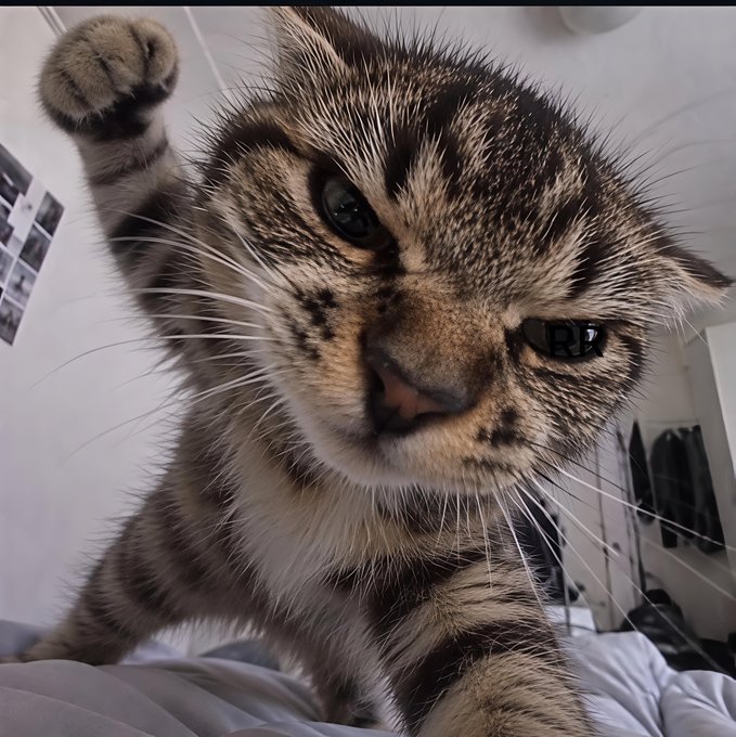 A close-up of a tabby kitten with one paw raised, looking up with an inquisitive expression, fitting the cozy "good night" theme of wishing viewers a peaceful sleep after checking their crypto rewards on Zeru Finance.