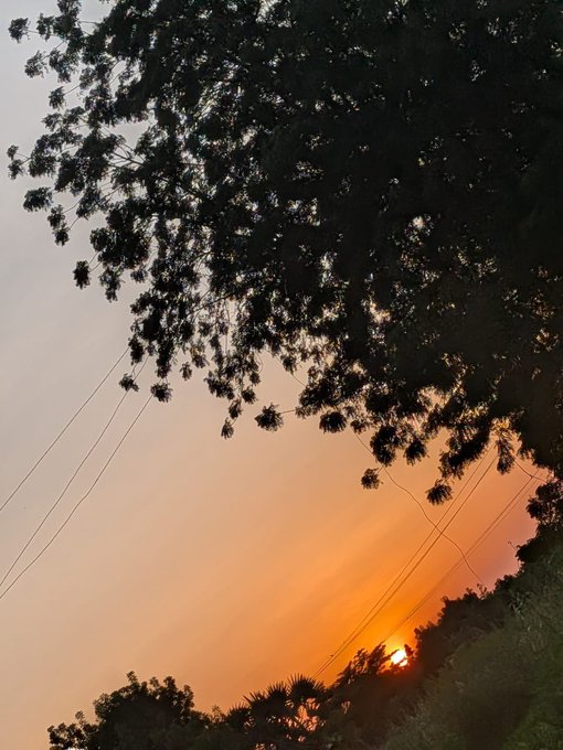 A silhouette of tree branches against a warm orange sunset sky with power lines visible.