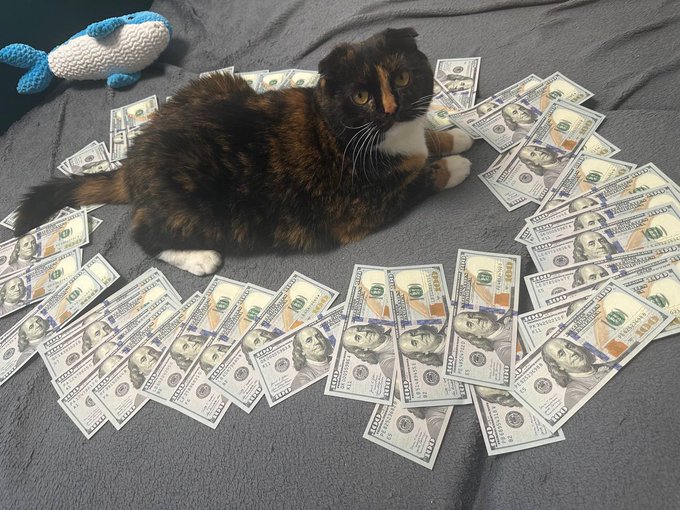 A calico cat lies on a gray blanket surrounded by numerous scattered one hundred dollar bills.