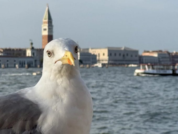 A close-up photograph of a seagull with a yellow beak, set against a blurred background featuring Venice's Campanile tower and waterfront buildings.