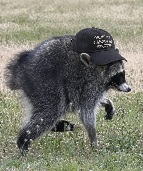 A raccoon walks through a grassy field wearing a black baseball cap with the text 'ORDINALS CANNOT BE STOPPED'.