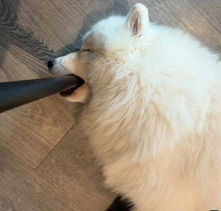 A fluffy white Samoyed dog lying on a wooden floor, peacefully holding a black vacuum nozzle in its mouth like a toy.