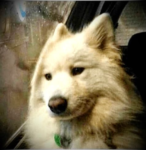 A close-up photograph of a fluffy white Samoyed dog sitting inside a car.