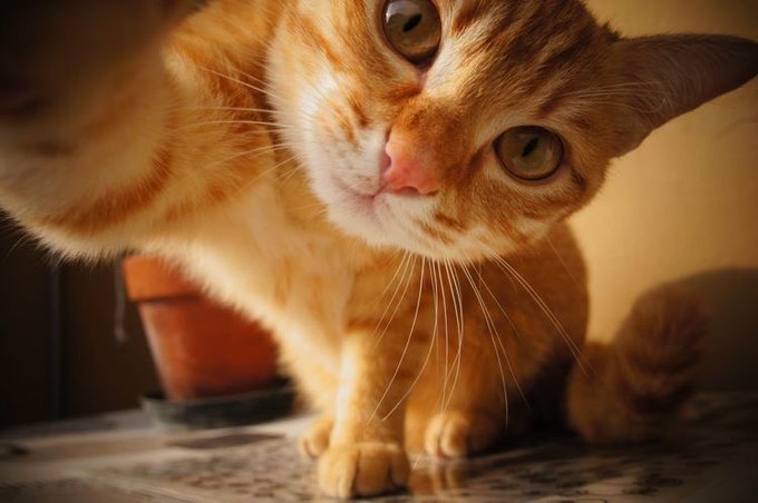 A close-up of an orange tabby kitten reaching its paw toward the camera with wide eyes.
