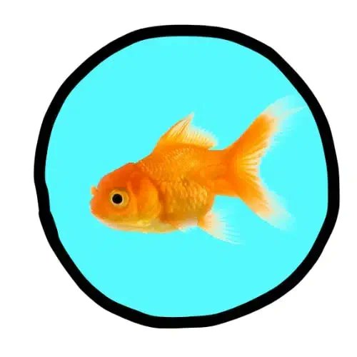 A simple circular avatar profile picture featuring an orange goldfish against a bright cyan background.