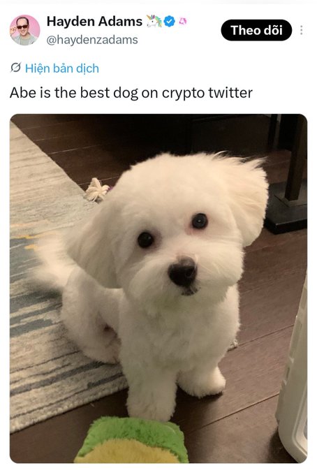A tweet from Hayden Adams (@haydenzadams) reading 'Abe is the best dog on crypto twitter,' showing a photo of a fluffy white puppy.
