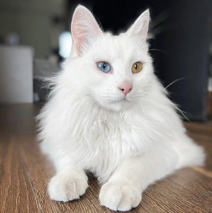 A fluffy white cat with striking heterochromia—one blue eye and one yellow eye—lying on a wooden floor.