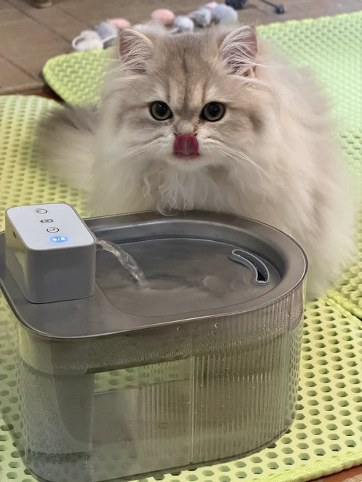 A fluffy cream-colored Persian cat named Mochi sits behind a transparent pet water fountain with running water, her pink tongue poking out as she curiously surveys the device.