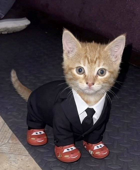 An adorable orange kitten is dressed up in a black suit jacket, a white shirt, a black tie, and cute red Lightning McQueen shoe covers.