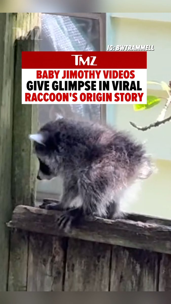 A TMZ news graphic featuring a fluffy raccoon on a wooden railing with the headline 'BABY JIMOTHY VIDEOS GIVE GLIMPSE IN VIRAL RACCOON'S ORIGIN STORY' and 'IG: BWTRAMMELL'.