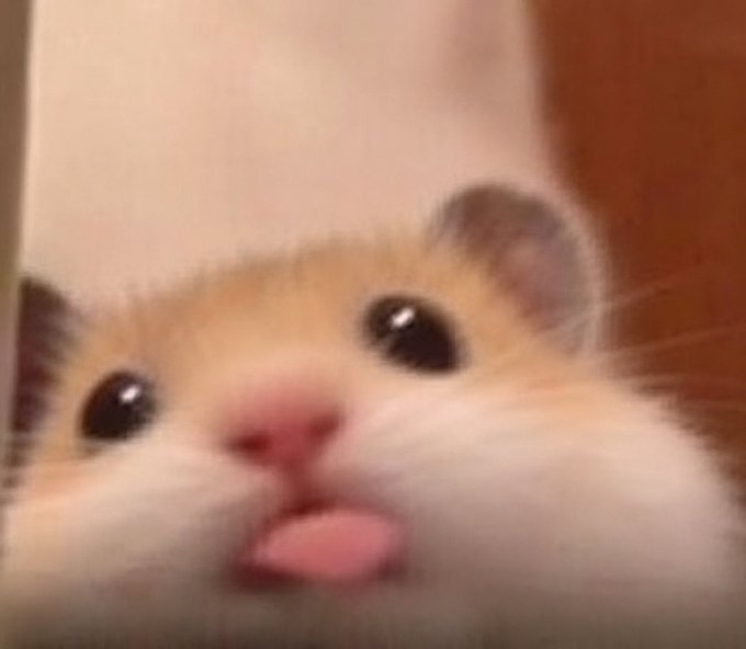 A close-up of a fluffy orange and white hamster sticking its tiny pink tongue out, paired with a "Gm" (good morning) greeting to share a cute and cheerful start to the day.