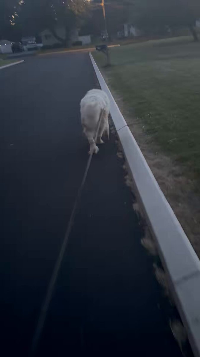 The image shows a white dog walking down a street with its leash attached to a pole. The dog appears to be moving towards the camera, giving us a clear view of its front legs as it walks along the sidewalk. In the background, there are cars parked on both sides of the street and trees lining the area, creating an urban setting for this scene.