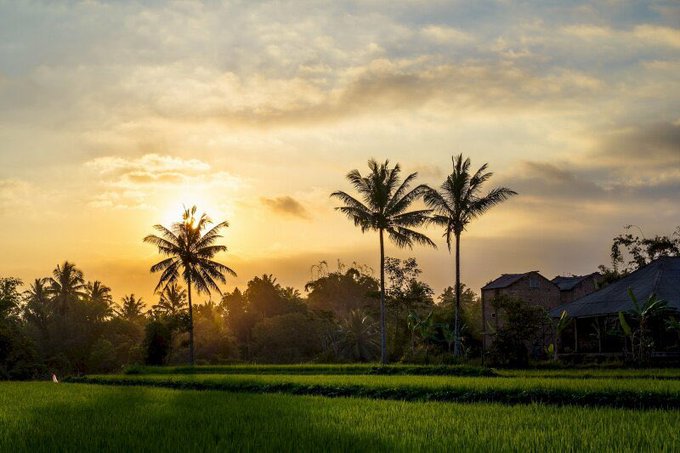 A scenic landscape at sunset with the sun shining through a cloudy sky, silhouetting palm trees and a building above a green grassy field.